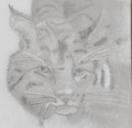 Bild von fourpaws