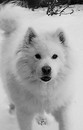 xena's photo